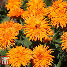 We guarantee plant's safe arrival otherwise we will refund or send you a replacement plant. Calendula Spiky Orange Thompson Morgan