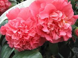 Camellias Camellia Flower Flowers Camellia