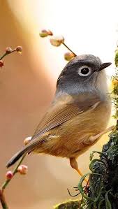 Birds Of The Air Pin By Ouachitadawn On Birds Of The Air Birds Photography Nature Birds Bird Photography