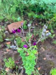 Image result for Sericorema remotiflora