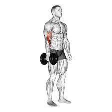 Das beste und effektivste beintraining für zuhause. Bizeps Ubungen Kurzhantel Zuhause Top 4 Bilder Videos