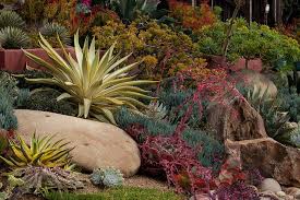 10 stunning succulents that thrive in san luis obispo county. Img 0076 Succulent Landscaping Succulent Landscape Design Succulent Rock Garden