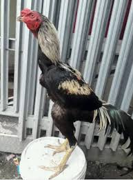 Salah satu ayam jago yang bagus adalah kamu bisa melihatnya dari bentuk otot paha yang padat dan besar. Ayam Laman 43 Jual Beli Hewan Jadi Mudah