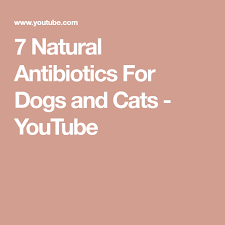 7 Natural Antibiotics For Dogs And Cats Youtube Natural Antibiotics For Dogs Antibiotics For Dogs Natural Antibiotics