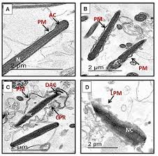 Image result for Entada stuhlmannii