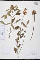 Image result for Crotalaria micans