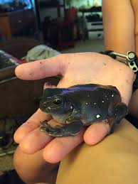 Black And White Frog Species Just Another One Of My White S Tree Frogs And The Variations Of Colors They Can Come In This One I Think Is Very Beautiful I Whites Tree Frog Frog Tree Frogs