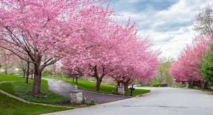 Maybe you would like to learn more about one of these? Tree Service Tree Removal Tree Trimming Beavercreek Oh