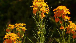 We did not find results for: Goldlack Pflanzen Und Pflegen So Geht S Utopia De