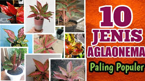 Jenis bunga aglonema bidadari ini termasuk golongan termahal. 10 Jenis Aglaonema Yang Banyak Dicari Beserta Gambarnya Youtube