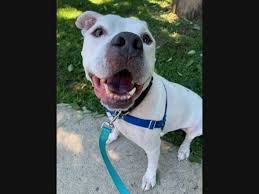 Maybe you would like to learn more about one of these? Help Ogie Find A Forever Home Pet Of The Week Howell Nj Patch