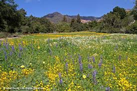 Image result for garden meadow