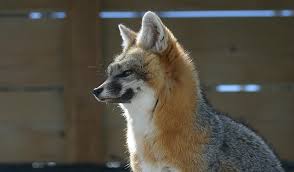 Find the perfect sierra nevada mountains california stock photos and editorial news pictures from getty images. Gray Fox Animal Ark