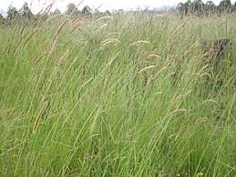 Image result for Setaria