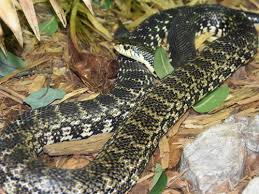 Check spelling or type a new query. Leioheterodon Madagascariensis Madagascar Giant Hognose Snake In Detroit Zoo