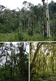 Image result for Vittaria reekmansii