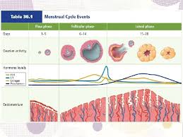 Maybe you would like to learn more about one of these? Ovulasi Dan Masa Kehamilan Siklus Menstruasi Terdiri Dari