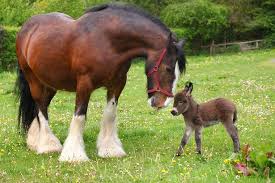 Image result for HORSE