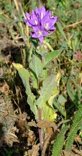 Image result for Gunillaea