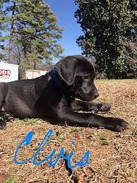 We started in 1997 with a single volunteer saving a single lab. Colmar Pa Labrador Retriever Meet Elvis A Dog For Adoption Labrador Retriever Labrador Labrador Puppy
