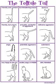 Why do cats have tails? Why Is My Female Cat S Tail Always Up Quora