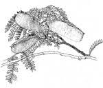 Image result for Brachystegia glaucescens