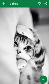 Download wallpaper kucing lucu hd apk android game for free to your android phone. Wallpaper Kucing Lucu For Android Apk Download