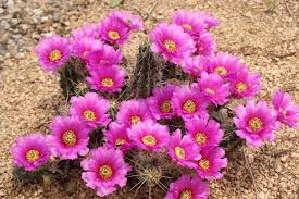 The shrublike cactus is a tree cholla. Plants And Landscaping Ideas For Southwestern Gardens Hgtv