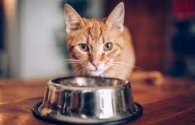 Cat Eating Out Of Bowl Homemade Cat Food Best Cat Food Cat Food