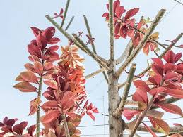 Image result for Euphorbia umbellata