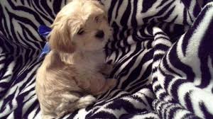 Not all of these cute little dogs will be a good fit for you and your family. Teddy Bear Puppies For Sale In Colorado Springs Colorado Classified Americanlisted Com