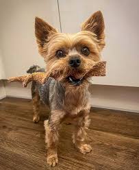 Image result for yorkshire haircut