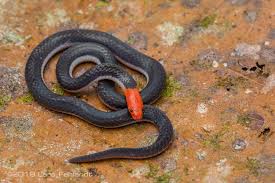 Natürlich ist die ringhalsnatter in deutschland nicht heimisch, aber man liest ja von so manchen exotischen tieren, die man einfach ausgesetzt hat, oder die dem tierhalter entkommen sind. Lars Fehlandt Wildlife Expeditions Nature Photography
