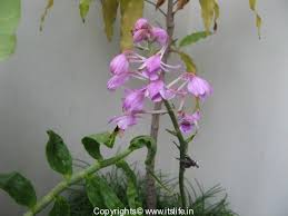 Image result for Calanthe sylvatica