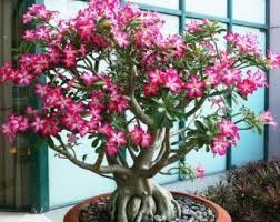 Pink Black White Desert Rose Seeds Adenium Flower Perennial Etsy In 2021 Rose Seeds Adenium Desert Rose