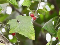 Image result for Cucumis maderaspatanus