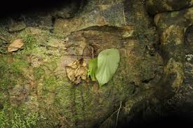 Image result for Begonia potamophila