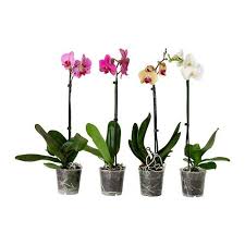 We did not find results for: Ikea Mobler Inredning Och Inspiration Orchids Plants House Plants Indoor