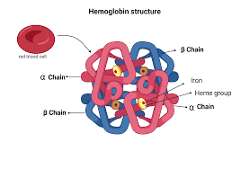 Image result for Hemoglobin