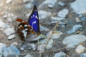 Image result for Euploca katangensis