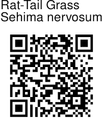 Image result for Sehima
