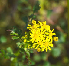 Maybe you would like to learn more about one of these? Get To Know Your Early Season Weeds No Till Farmer