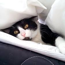 Black And White Tuxedo Cat Sarah Brazil Black And White Kittens White Cats Cats