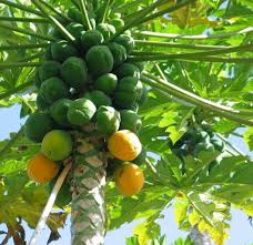 Image result for Carica papaya