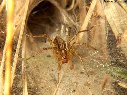 When prey lands on the wide sheet of the spider web, the spider darts out to grab it and bring it back to a the narrow funnel for consumption. Funnel Weaver Spider Agelenopsis Sp North American Insects Spiders