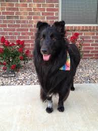 Black And White Sheltie Puppies Rare All Black Sheltie Sheltie Weird Animals Pets