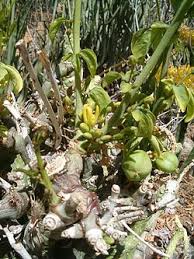 Image result for Viridivia suberosa