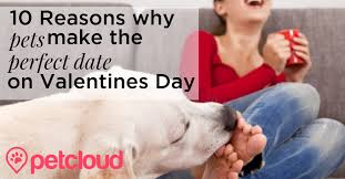 10 Reasons Why Pets Make The Perfect Date On Valentines Day