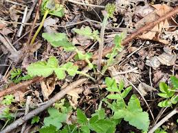 Image result for Youngia japonica