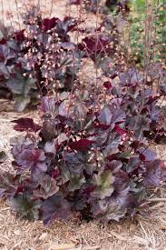 Maybe you would like to learn more about one of these? 15 Best Shade Perennials Shade Loving Perennial Flowers And Plants